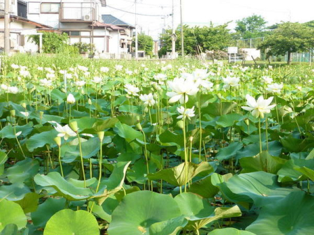 �_�ސ쌧����s����������1���ڂ̐V�z��ˌ��Ă̎��ӊ�
